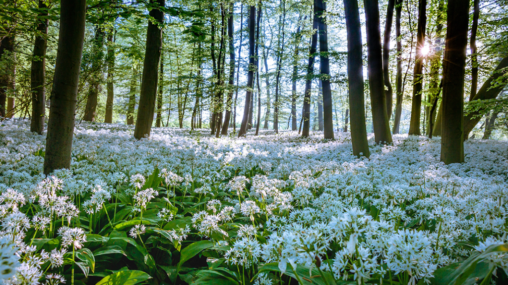 HJB Fotografie - Bärlauch in voller Blüte