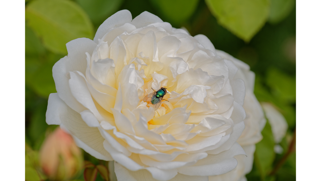 HJB Fotografie - Blütenbesucher