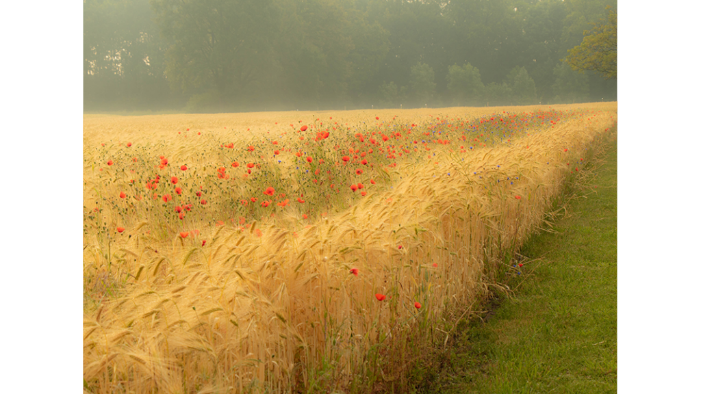 HJB Fotografie - Korn im Mohn