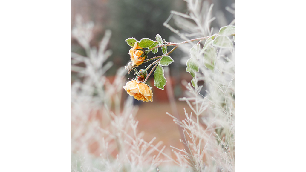 HJB Fotografie - Vereist