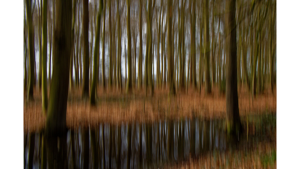HJB Fotografie - Wald